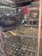 Barred Rock Rooster - 4 Months Old