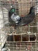 Pair Homing Pigeons