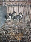 4 Midnight Majestic Maran Pullets