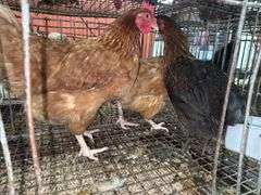 3 Laying Hens