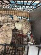 7 Italian Quail - 5 Wks Old