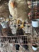 2 Meat Chickens