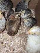 8 Celadon Mix Coturnix Quail - 2.5 Wks Old