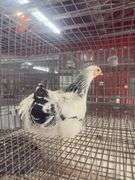 Light Brahma Chicken