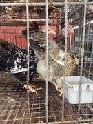 3 Swedish Flower Hens