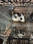 White & Black Bunny
