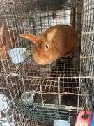 Proven Thriantra Doe w/ Pedigree