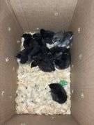 10 Black Australorp Pullets