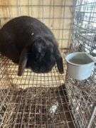 Holland Lop Buck