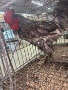 Barnyard Mix Rooster