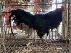 Ameraucana Rooster