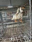 2 Indian Runner Ducks