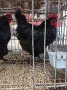 2 Black Australorp Hens