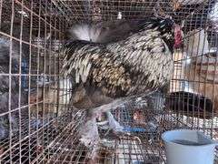 Satin Silkie