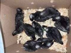 10 Diamond Dutchess Pullets
