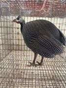 Pearl Guinea Hen