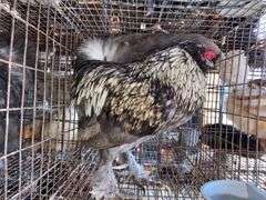 Satin Silkie
