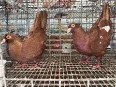 Pair Roller Pigeons