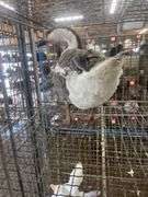 Gander Chinese Goose