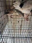 4 Mix Young Roosters