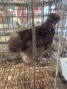 Chocolate Silkie Rooster