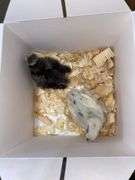 2 Bearded Silkie - 1 Black & 1 Paint
