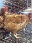 4 ISA Brown Spring Layer Hens