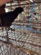 Black Chicken