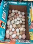 5 Doz Large/XL Mixed Eating Eggs