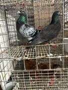 Pair Homing Pigeons