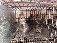 3 Black Bearded Silkie Chicks