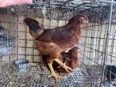 Rhode Island Red Pullets - 9 Wks Old