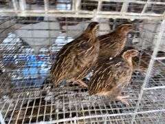 3 Jumbo Wilds Quail - 8wks Old