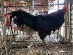 Ameraucana Rooster