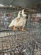 2 Indian Runner Ducks