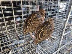 3 Jumbo Wilds Quail - 8wks Old