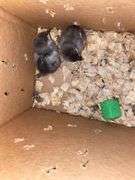 2 Barnyard Mix Chicks - 4 Days Old