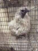 Lavender Frizzle Silkie Laying Hen - 1 Yr Old