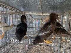 3 Rouen Hen Ducks