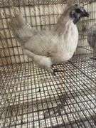 Silkie x Polish Hen - 1 Yr Old