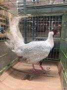 Male Silver Pheasant w/ Cage