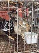 3 Swedish Flower Hens