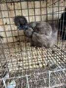 Partridge Show Girl Laying Hen - 6 Months Old