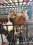 4 Pullets - 3 Cochins & 1 Olive Egger
