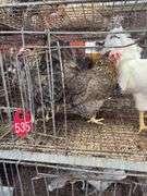 3 Cream Legbar Hens & 1 White Legbar Rooster