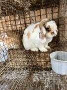 Holland Lop Buck