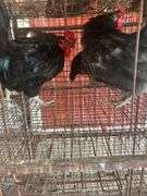 2 Maran Cross Roosters