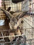 2 Flemish Gaint Bunnies