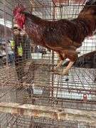 Rhode Island Red Rooster - Mean