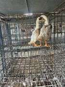 2 Indian Runner Ducks